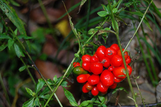 Ginseng Nasl Kullanlr