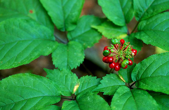 Ginseng Nedir