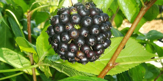 Siberian Ginseng Kullanımı ve Faydaları Nelerdir?